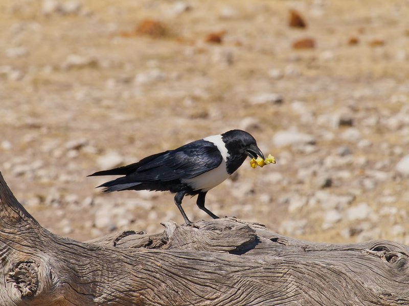 Etosha National Park, Crow